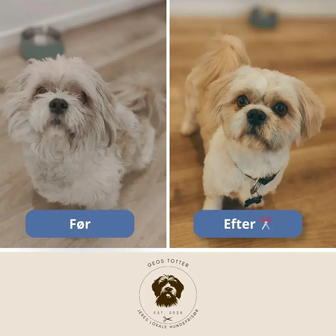 hundeklip-naer-horsens