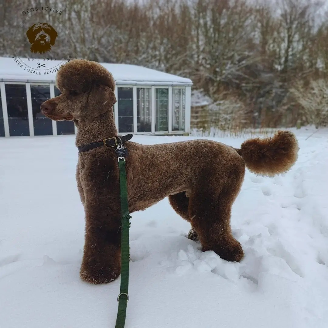 hundeklip-midtjylland