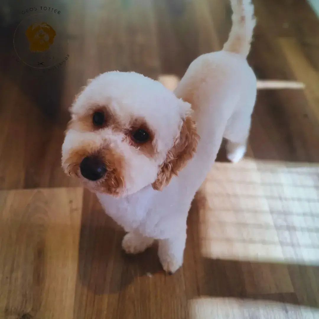 hundeklip-naer-ry
