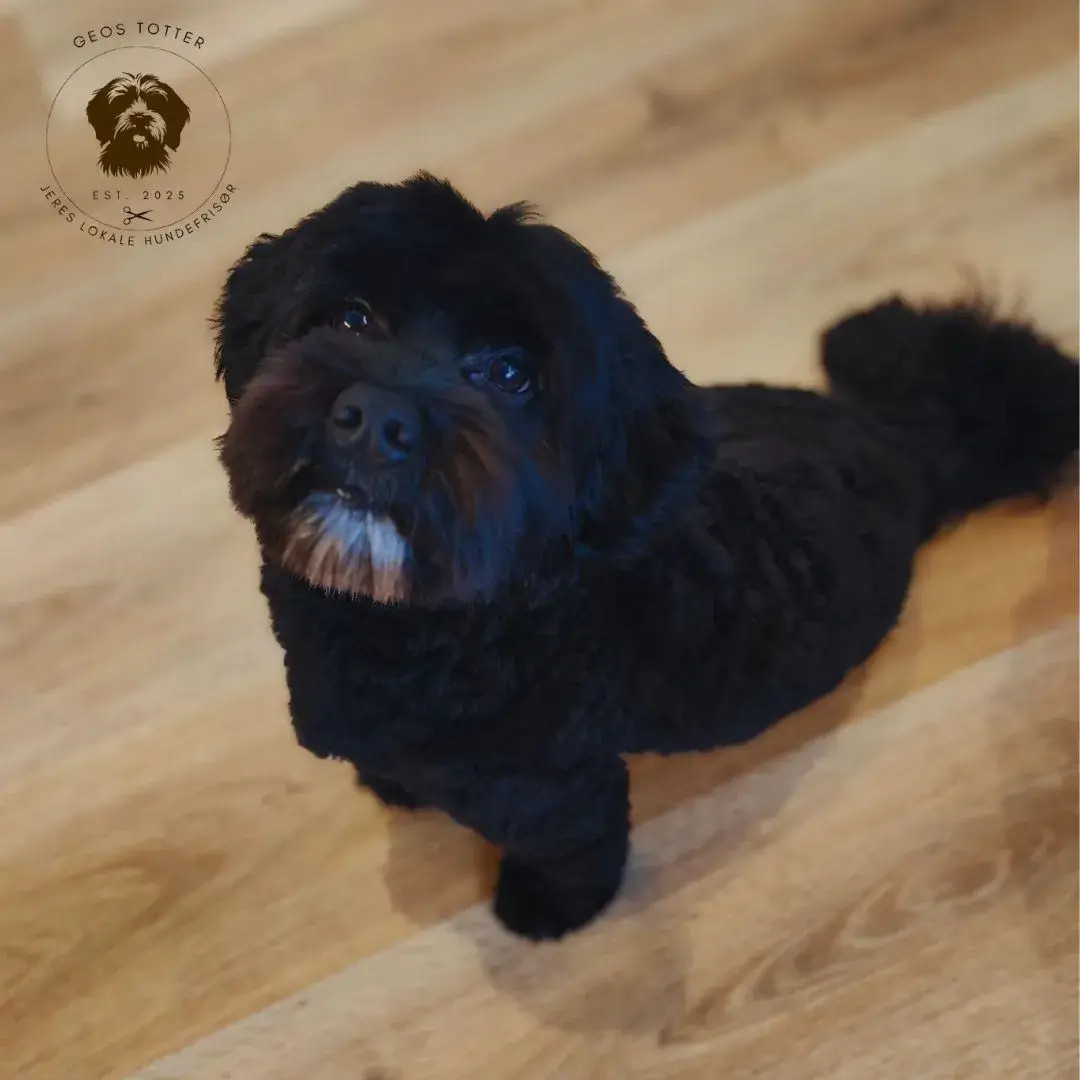 hundesalon-naer-silkeborg