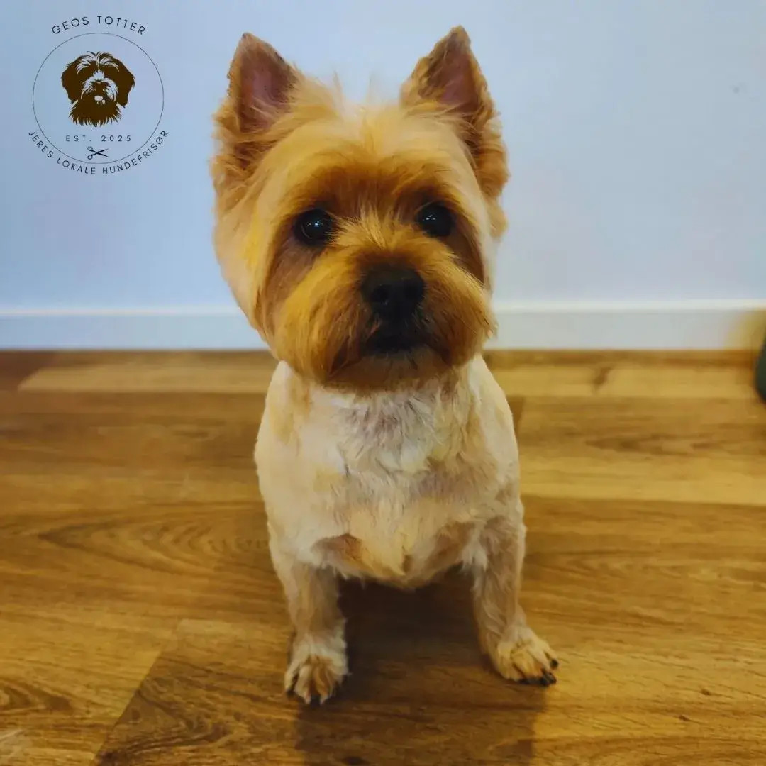 professionel-pelspleje-til-hund